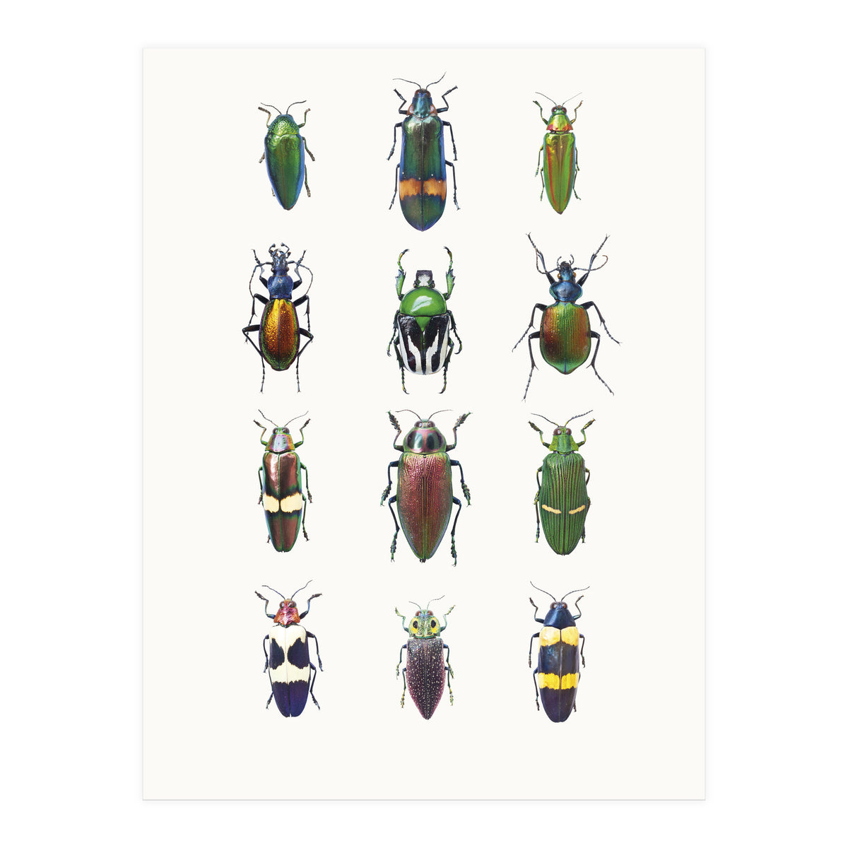 Cc Insects 03 (Print Only)