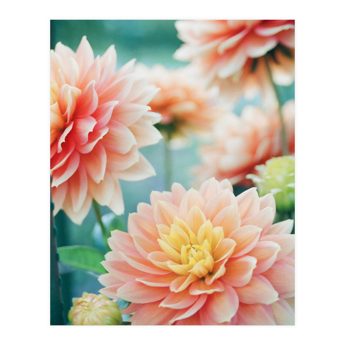 Happy Flowers (Print Only)