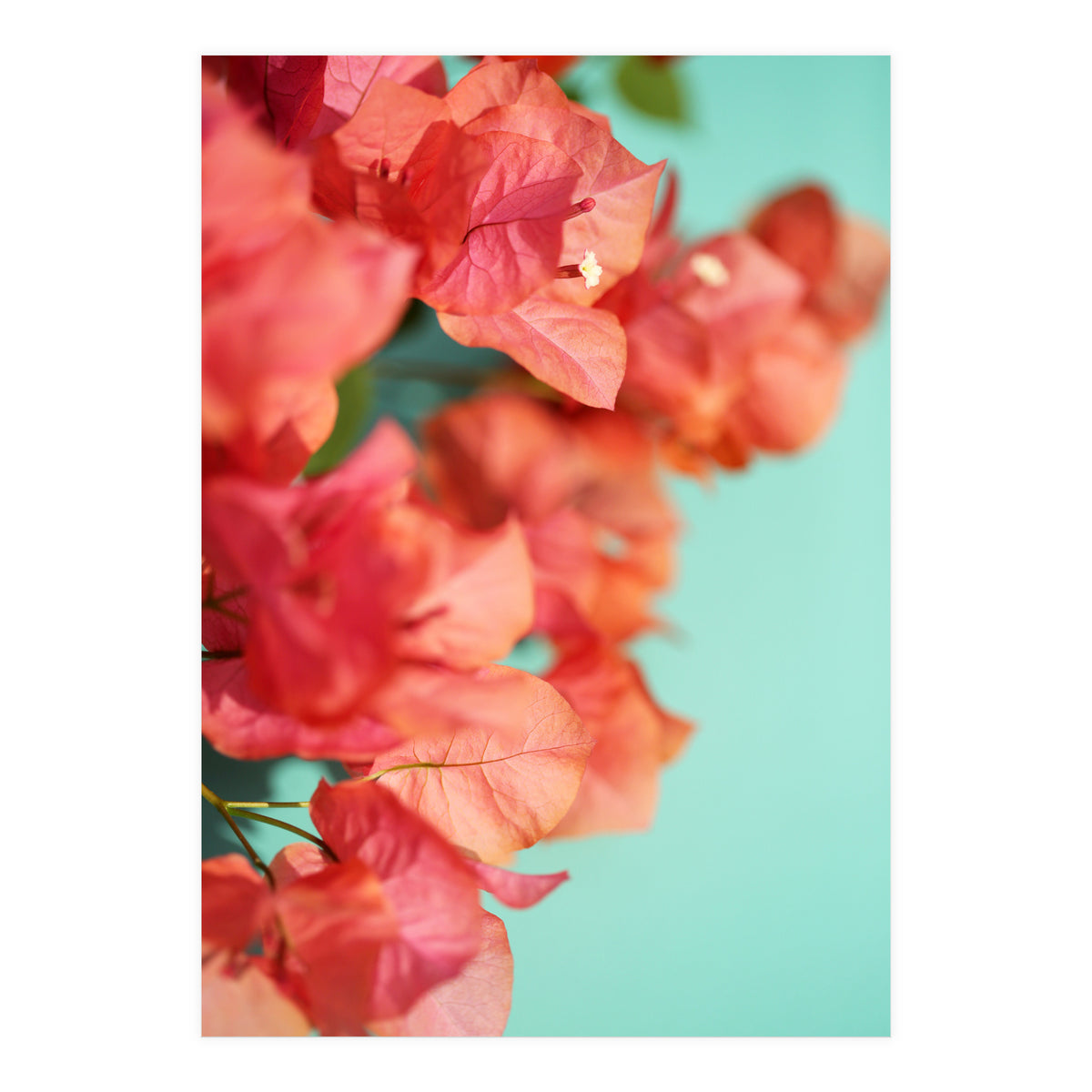 Bright Star #1  (Print Only)