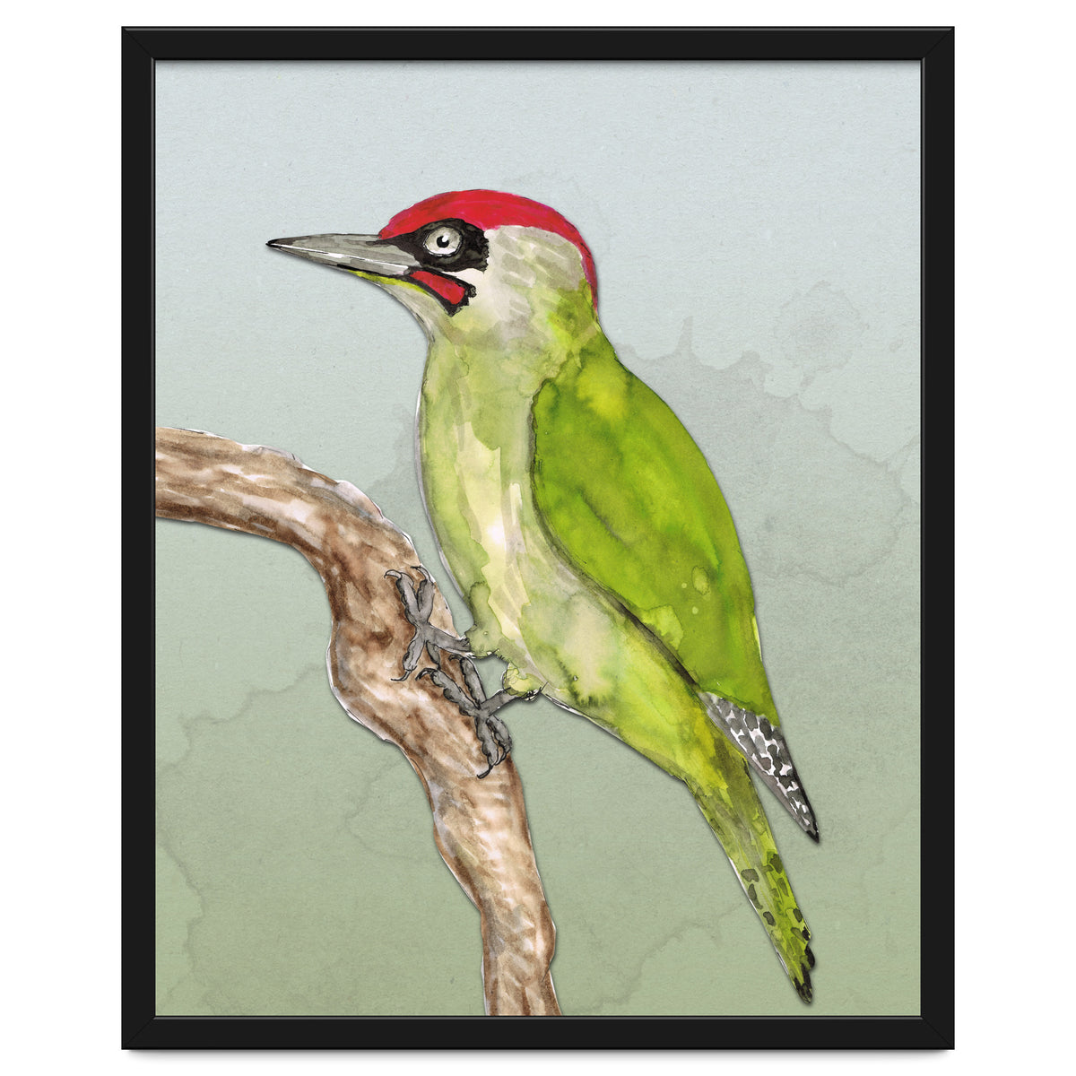 Green woodpecker