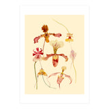 Orchids #2 (Print Only) thumbnail