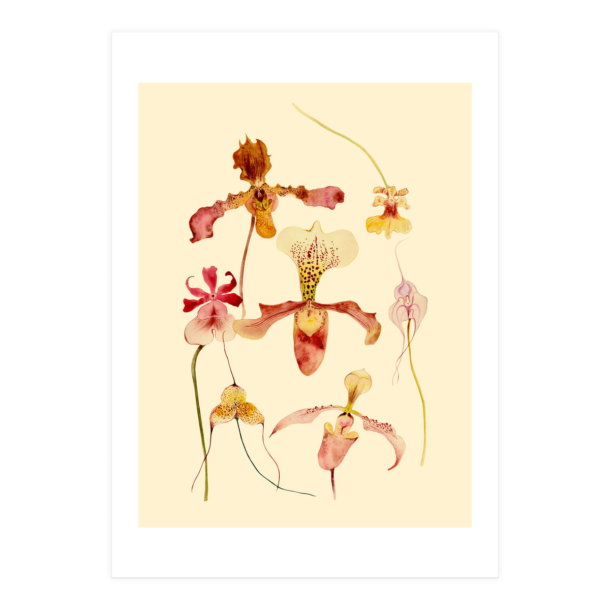 Orchids #2 (Print Only)