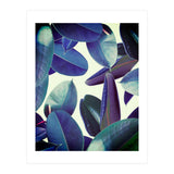 Elastica Amaro (Print Only) thumbnail
