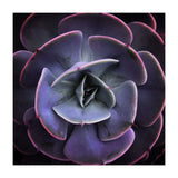 DARKSIDE OF SUCCULENTS VII (Print Only) thumbnail