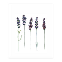 Botanical Illustration Lavender (Print Only)