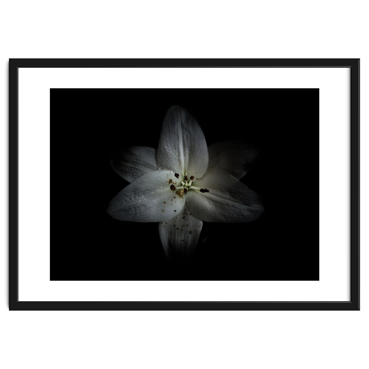 Backyard Flowers No 28 Color Version