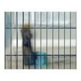 Behind a fence (Print Only) thumbnail