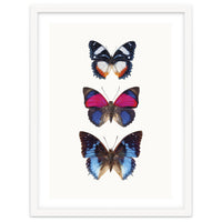Cc Butterflies 03