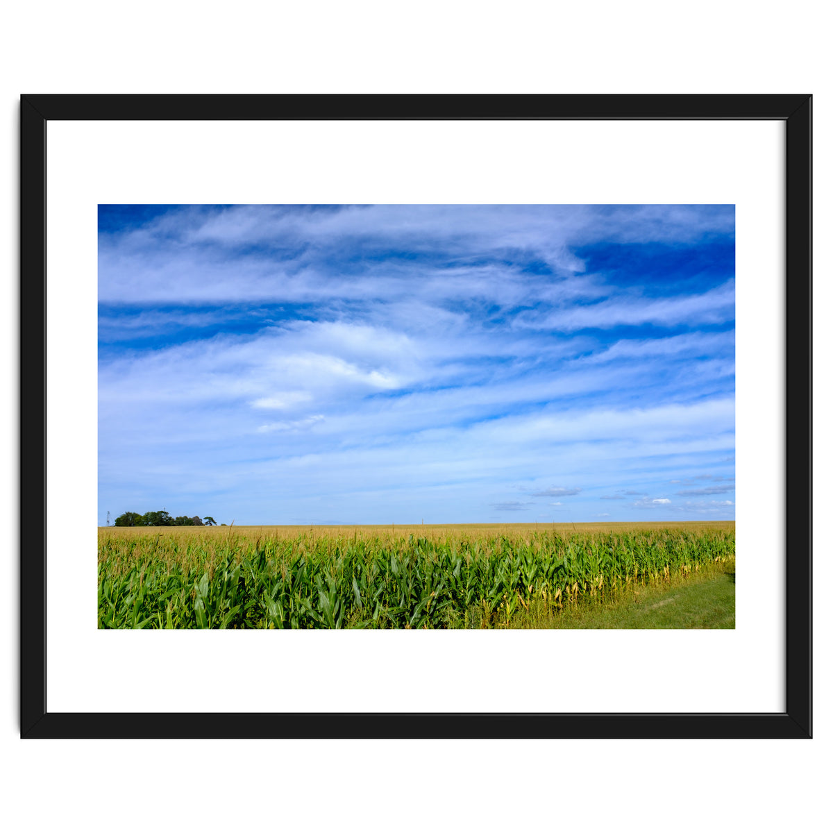 Illinois Cornfield
