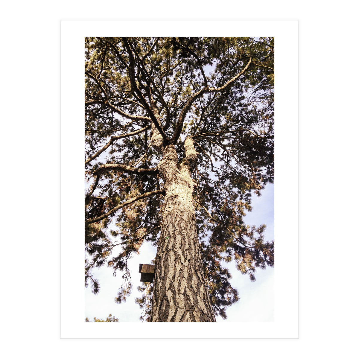 Bucolism 6 (Print Only)