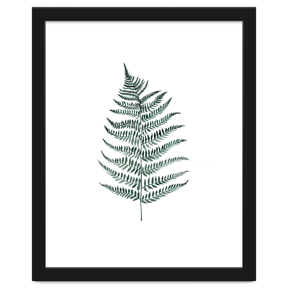 Botanical Illustration Silverfern
