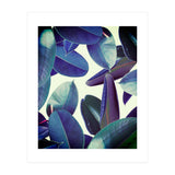Elastica Amaro (Print Only) thumbnail