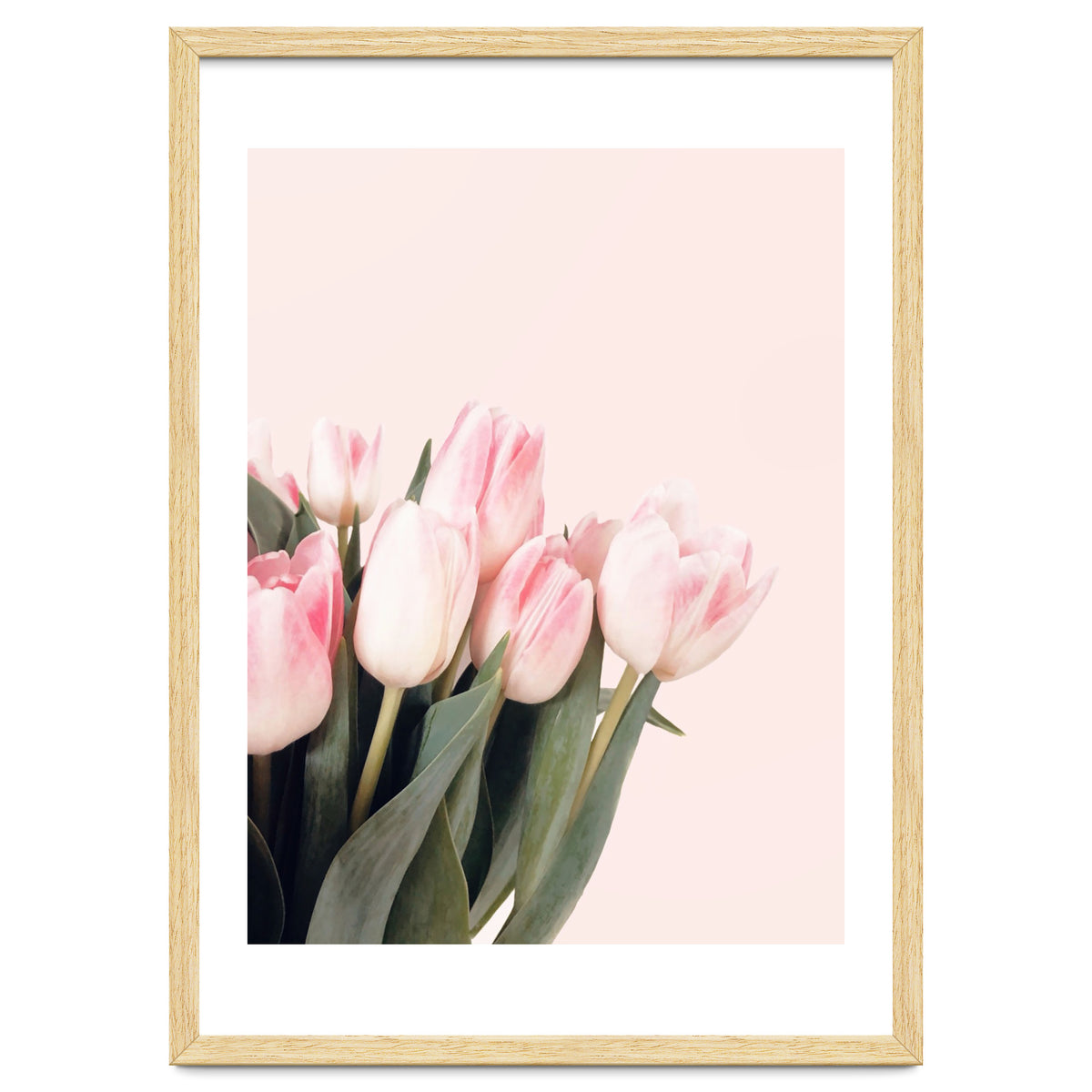 Pink Tulips