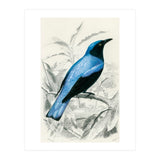 Square-tailed drongo illustrated (Print Only) thumbnail