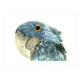 Blue Parrot (Print Only) thumbnail
