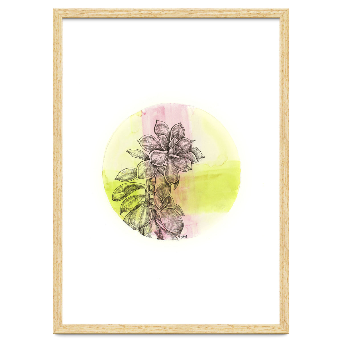 Succulent On Pink And Green