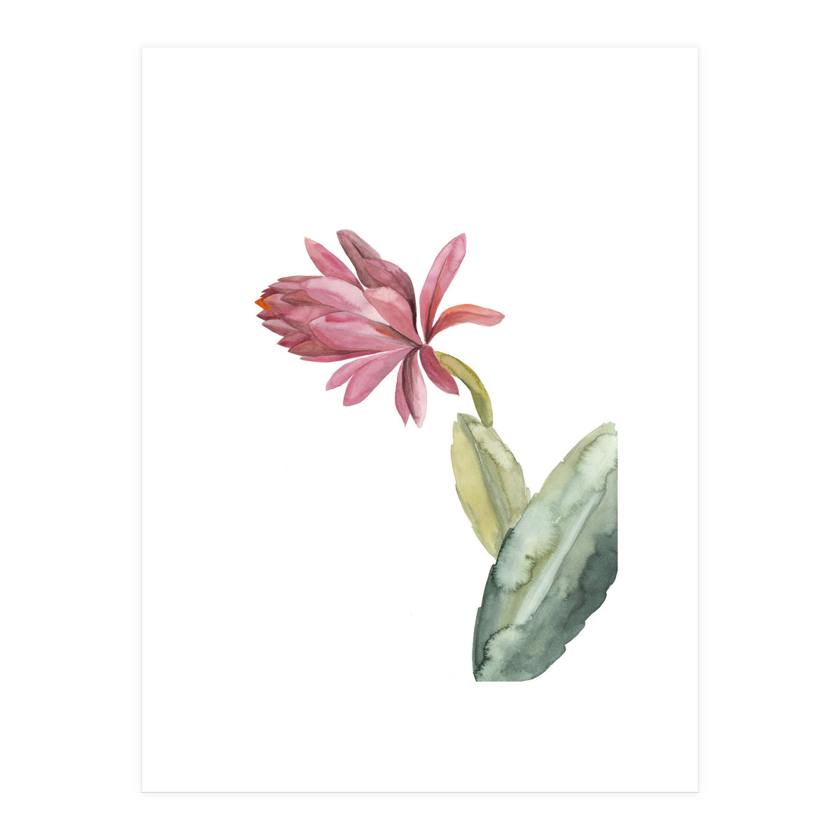 Botanical Illustration Pink Cactus Flower (Print Only)