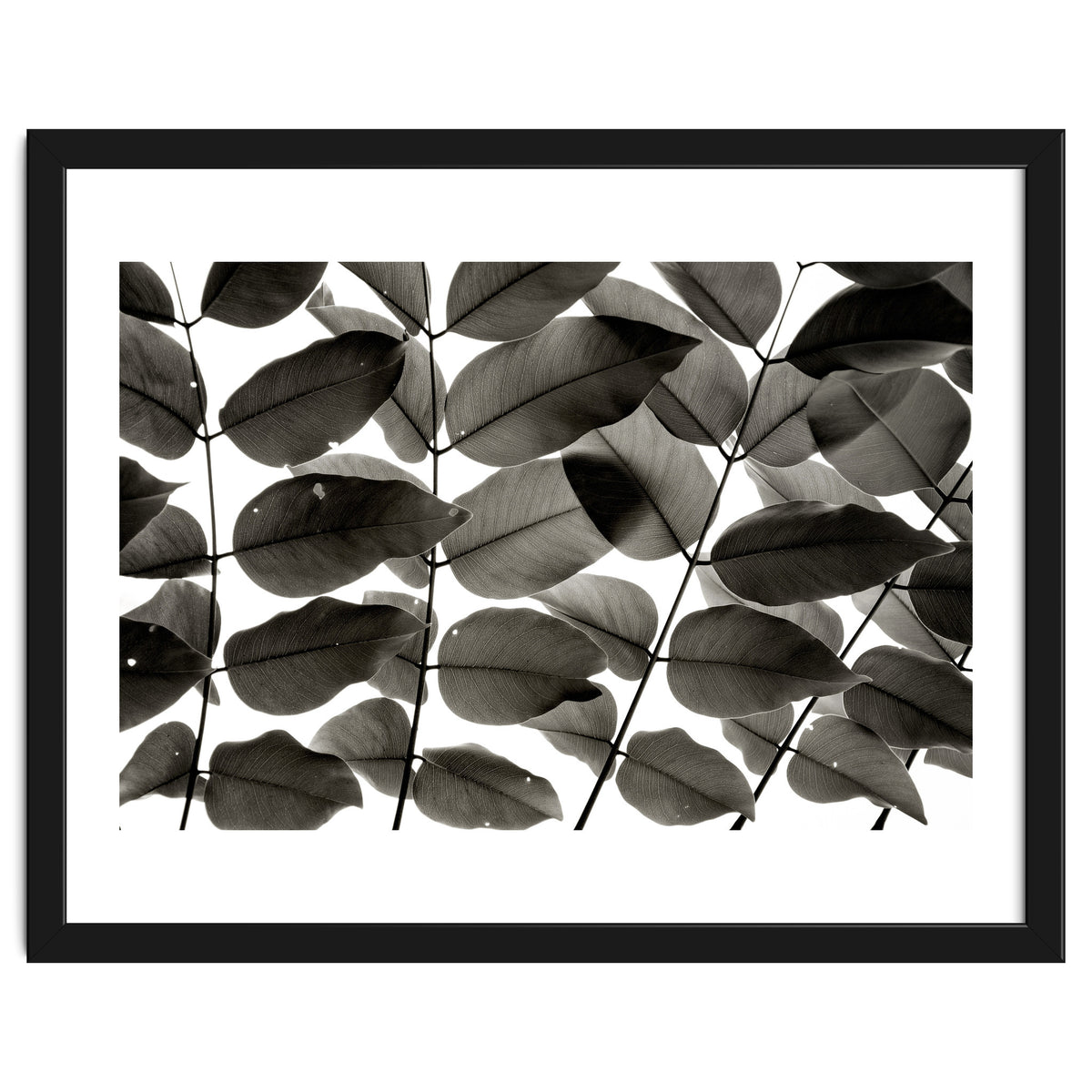 Branches and Leaves I