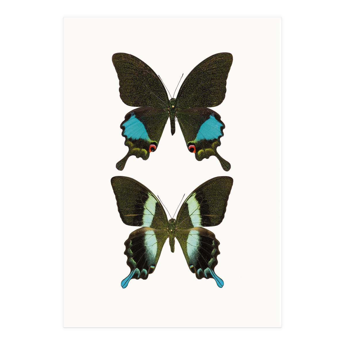 Cc Butterflies 02 (Print Only)