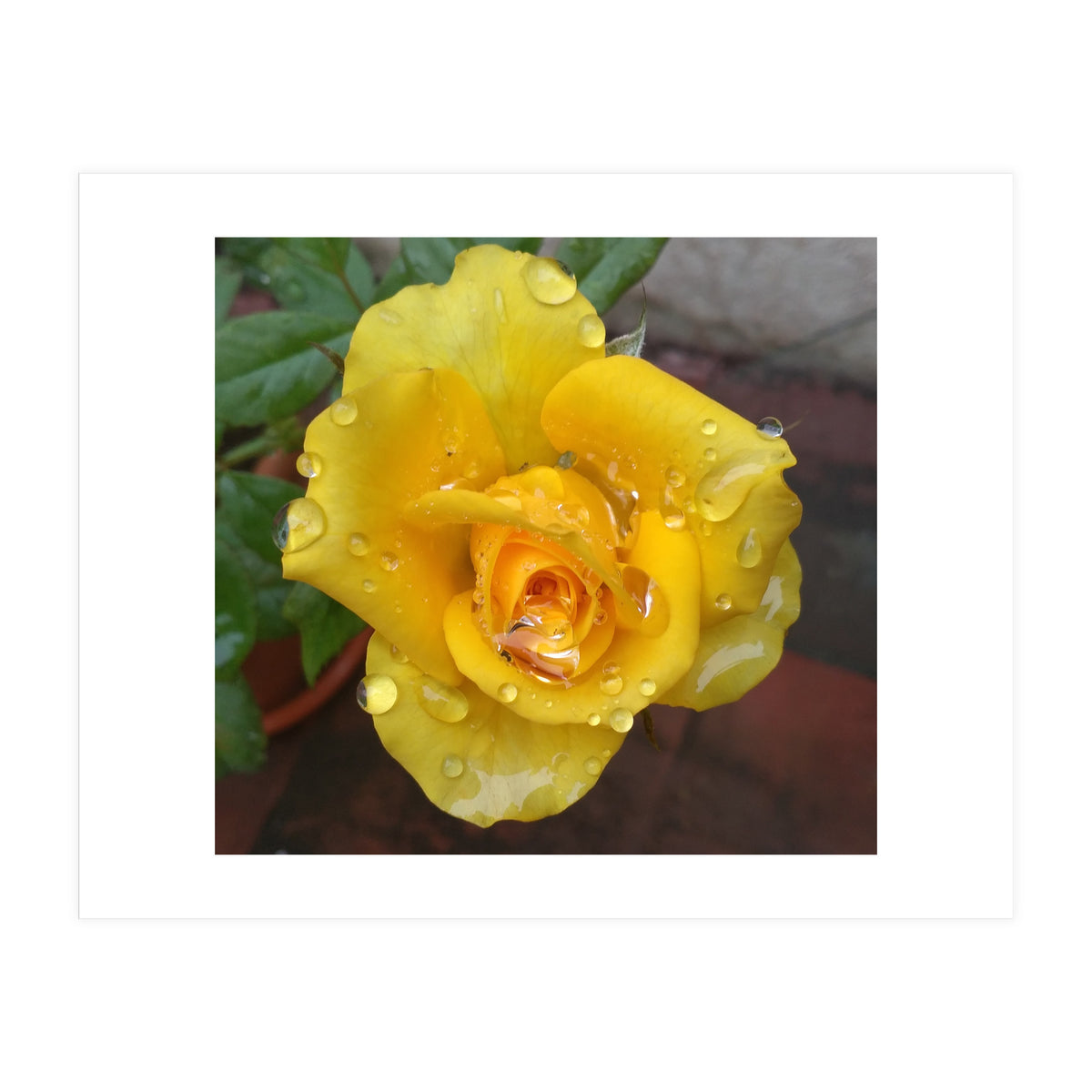Yellow Rose with Dew Drops (Print Only)