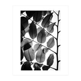 Branches and Leaves II (Print Only) thumbnail