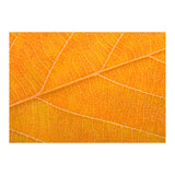 Autumn Leaf (Print Only) thumbnail