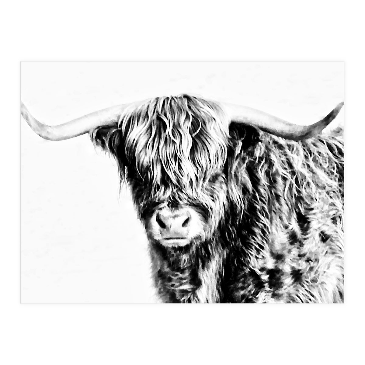 Highland bull (Print Only)