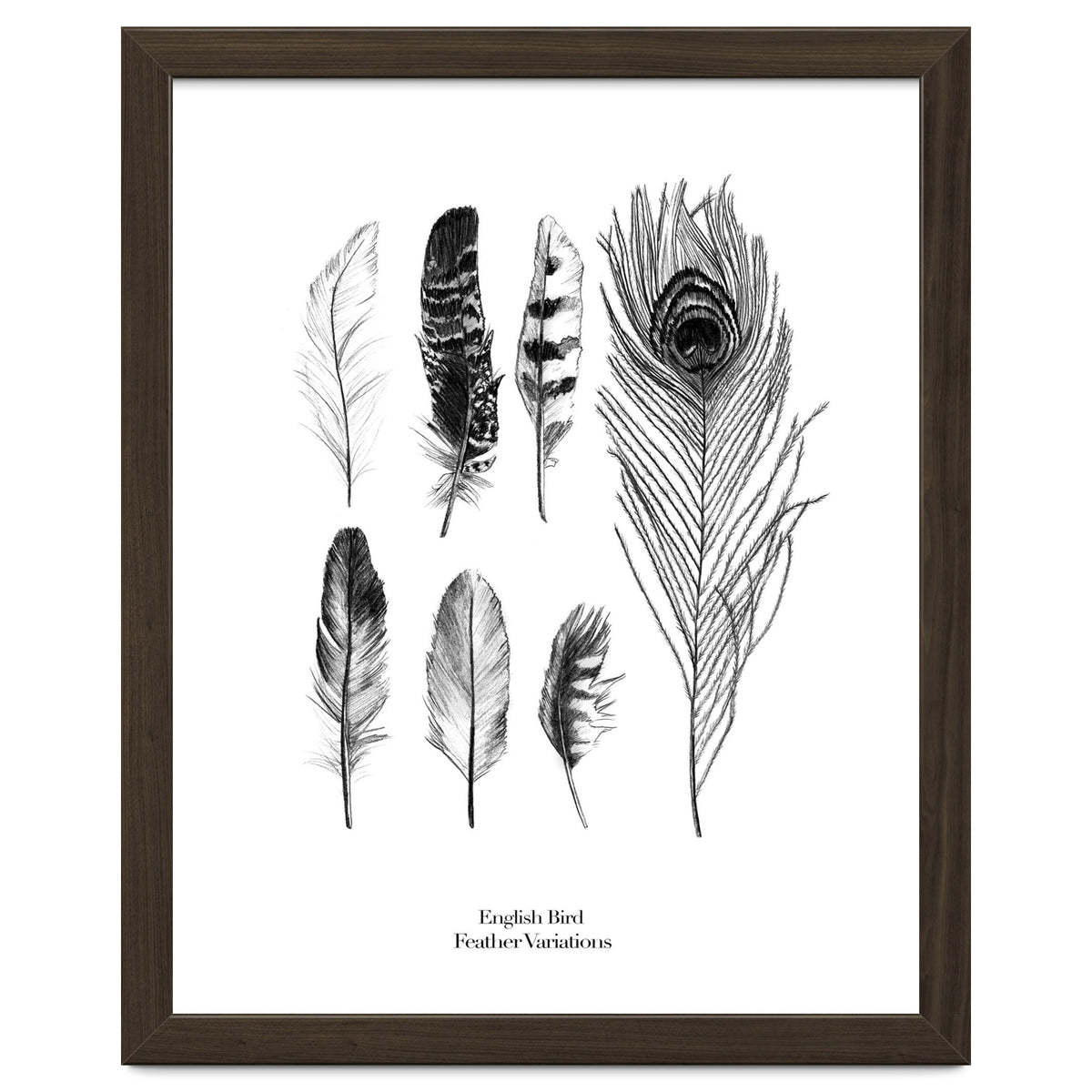 English Feather Variations
