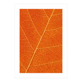 Autumn Leaf (Print Only) thumbnail