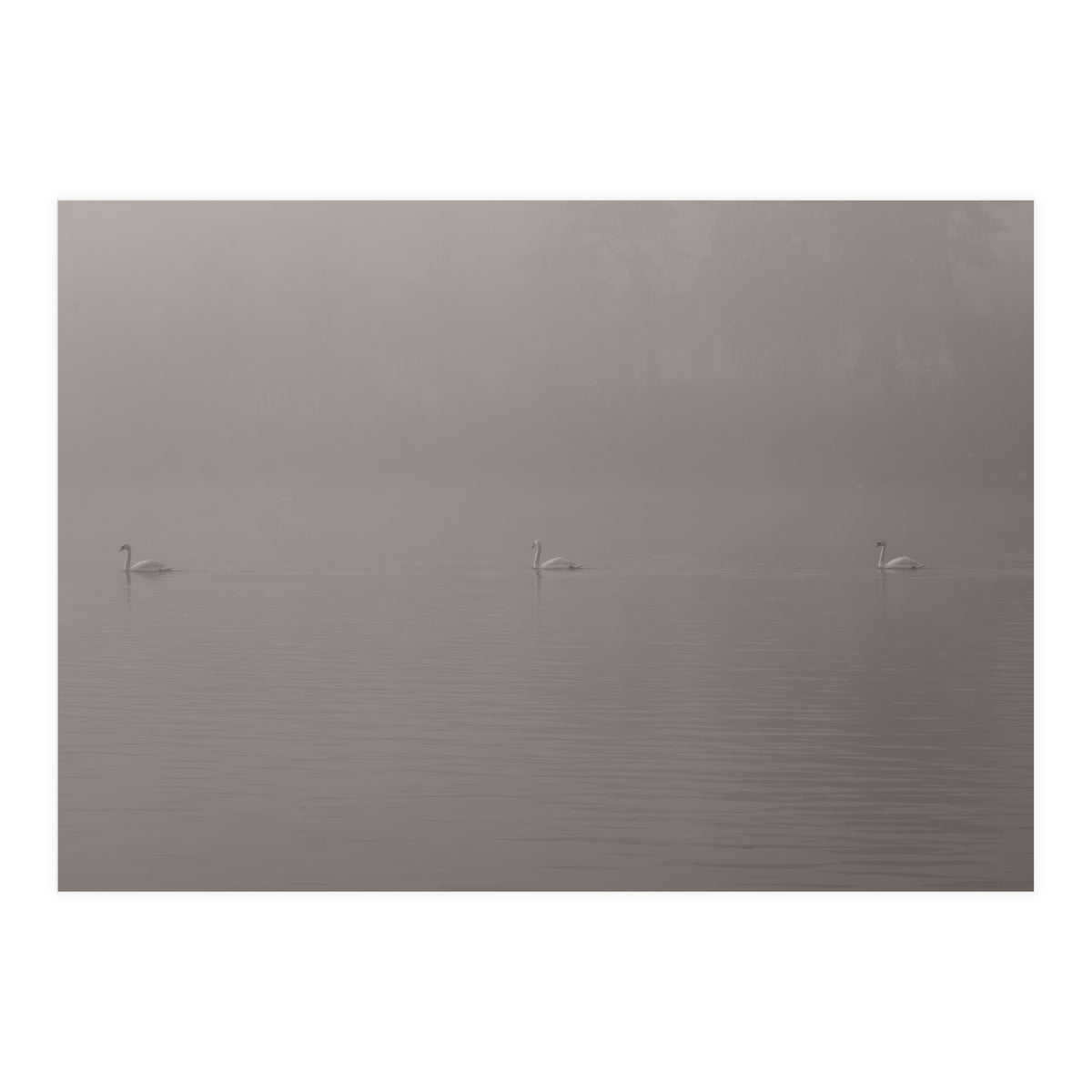 Swans in the mist (Print Only)