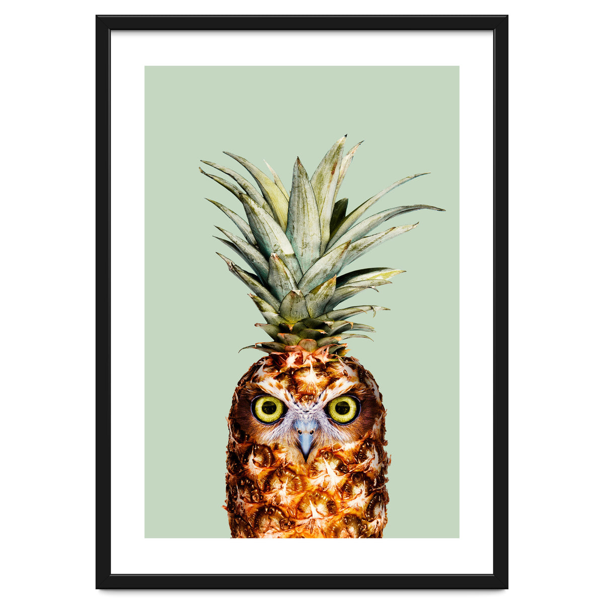 Pineapple Owl
