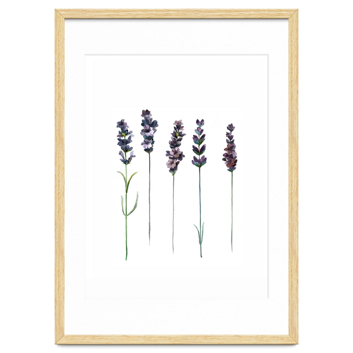Botanical Illustration Lavender