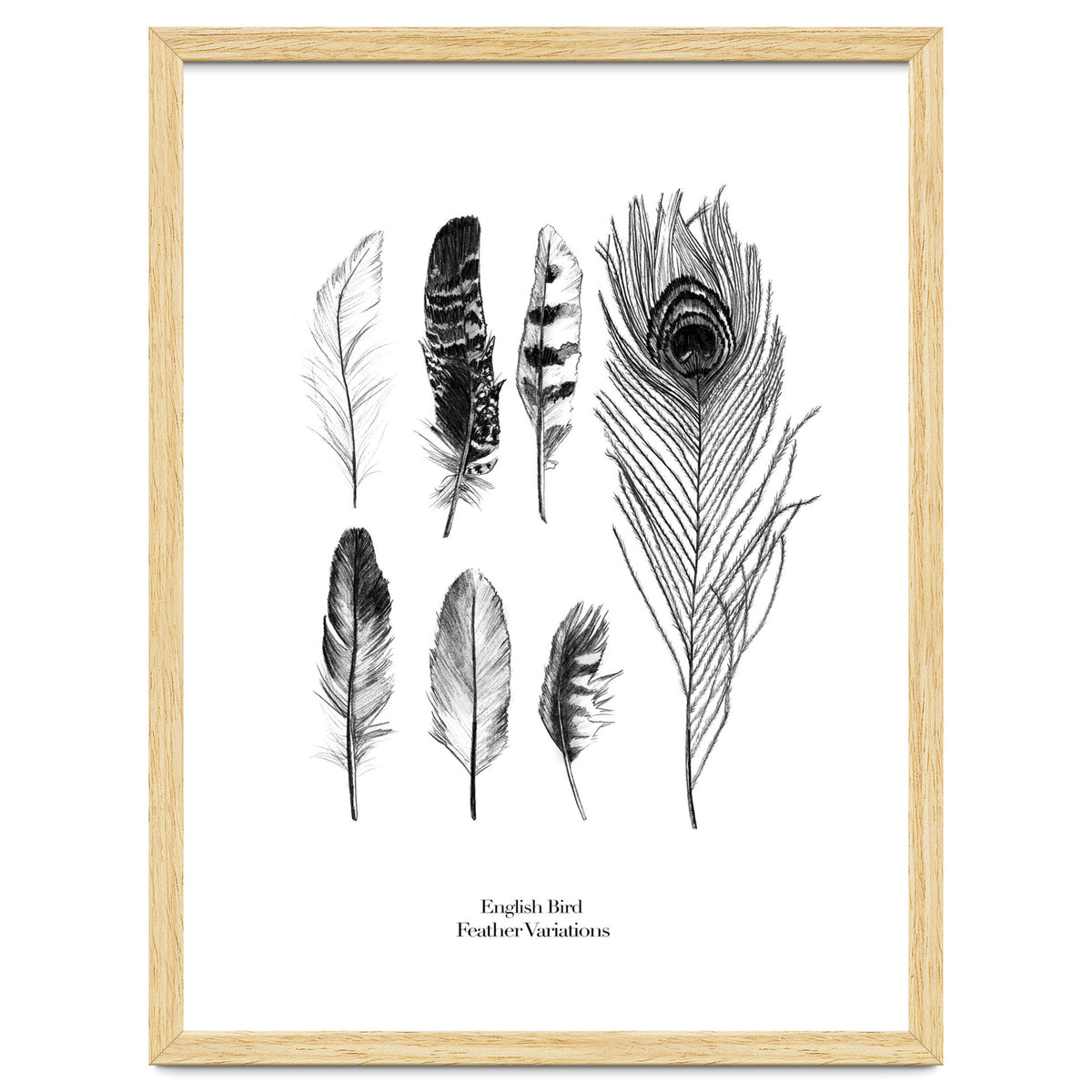 English Feather Variations
