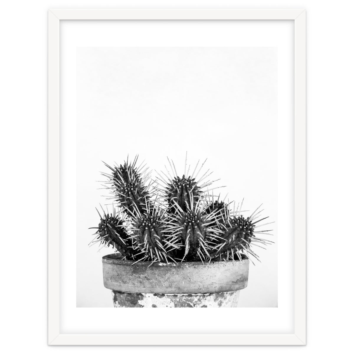 Cactus nature II
