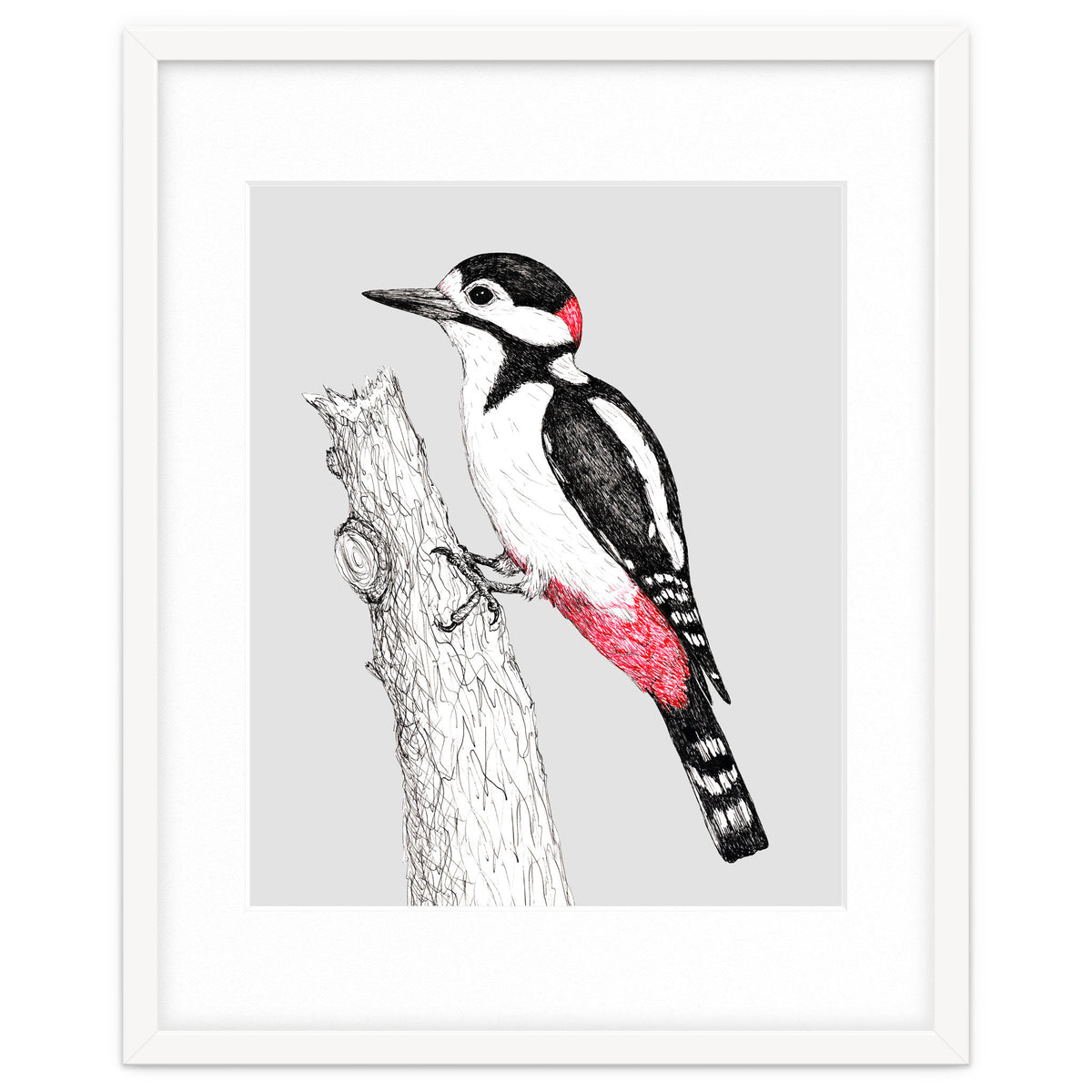 Great spotted woodpecker