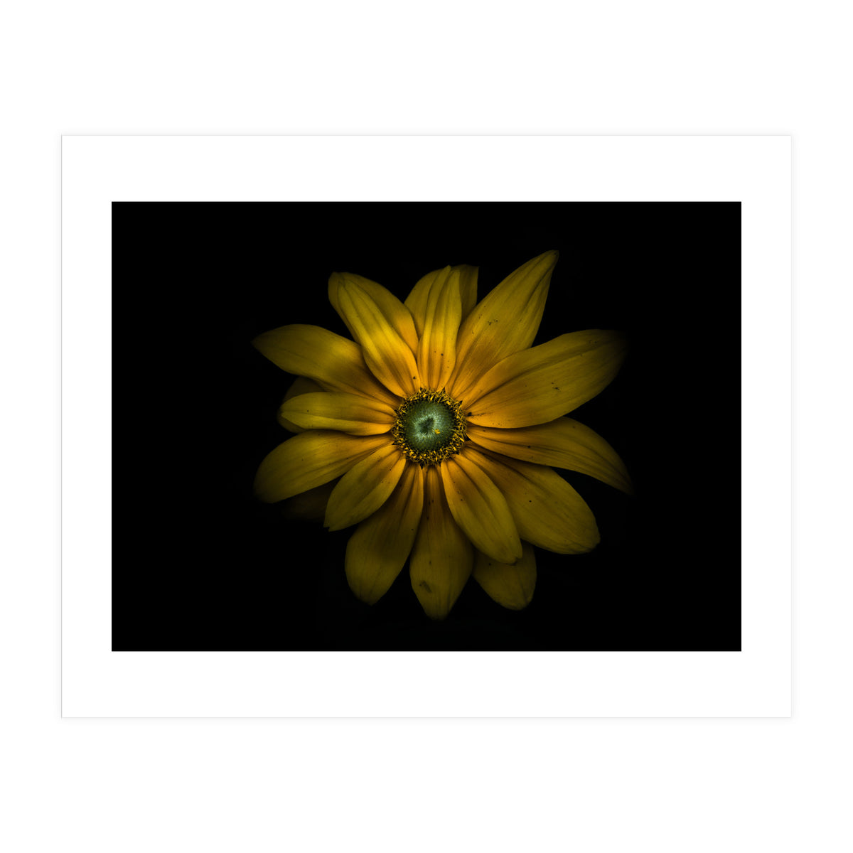 Backyard Flowers No 34 Color Version (Print Only)