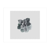 Succulent (Print Only) thumbnail
