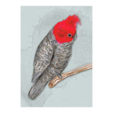 Gang gang cockatoo (Print Only) thumbnail