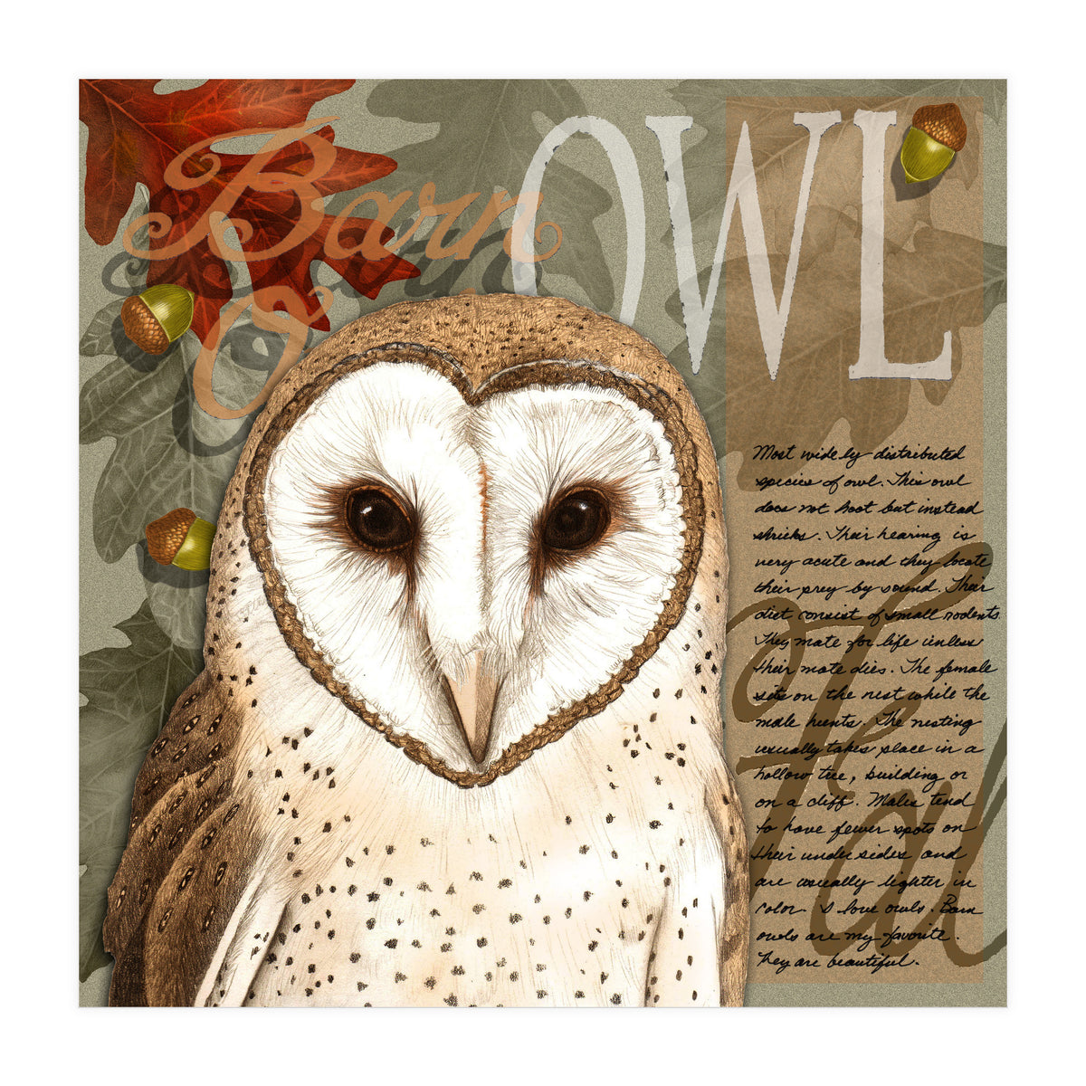 Barn Owl (Print Only)