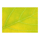 Autumn Leaf (Print Only) thumbnail