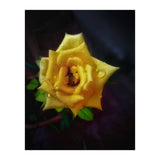 Yellow Flora (Print Only) thumbnail