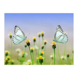 Butterfly (Print Only) thumbnail