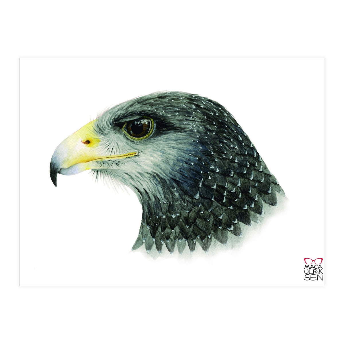 Black-chested buzzard-eagle (Print Only)