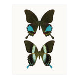 Cc Butterflies 02 (Print Only) thumbnail