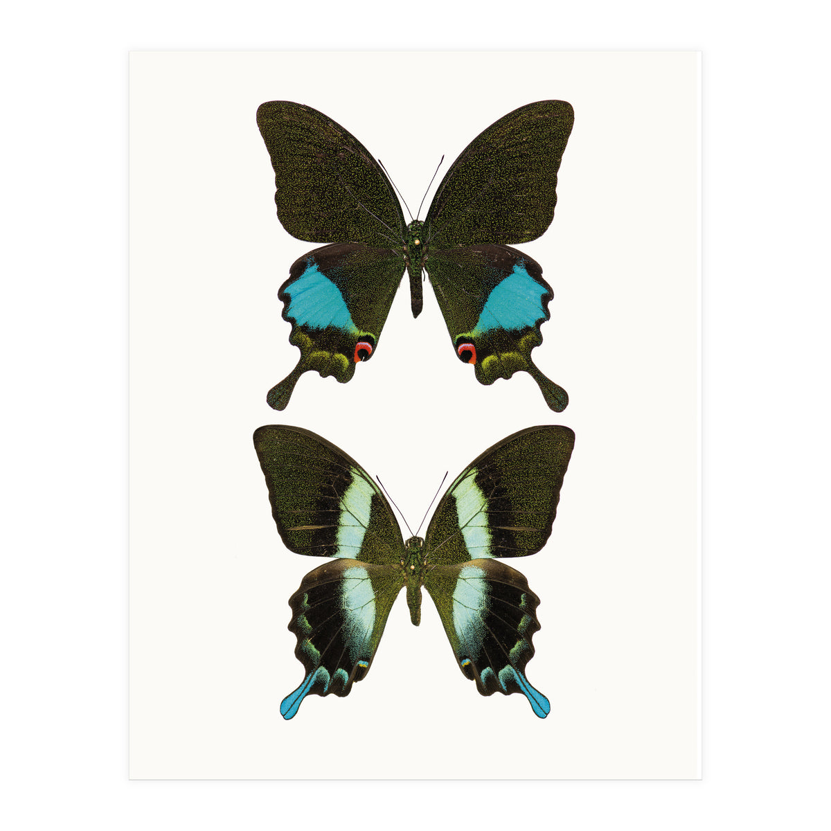 Cc Butterflies 02 (Print Only)