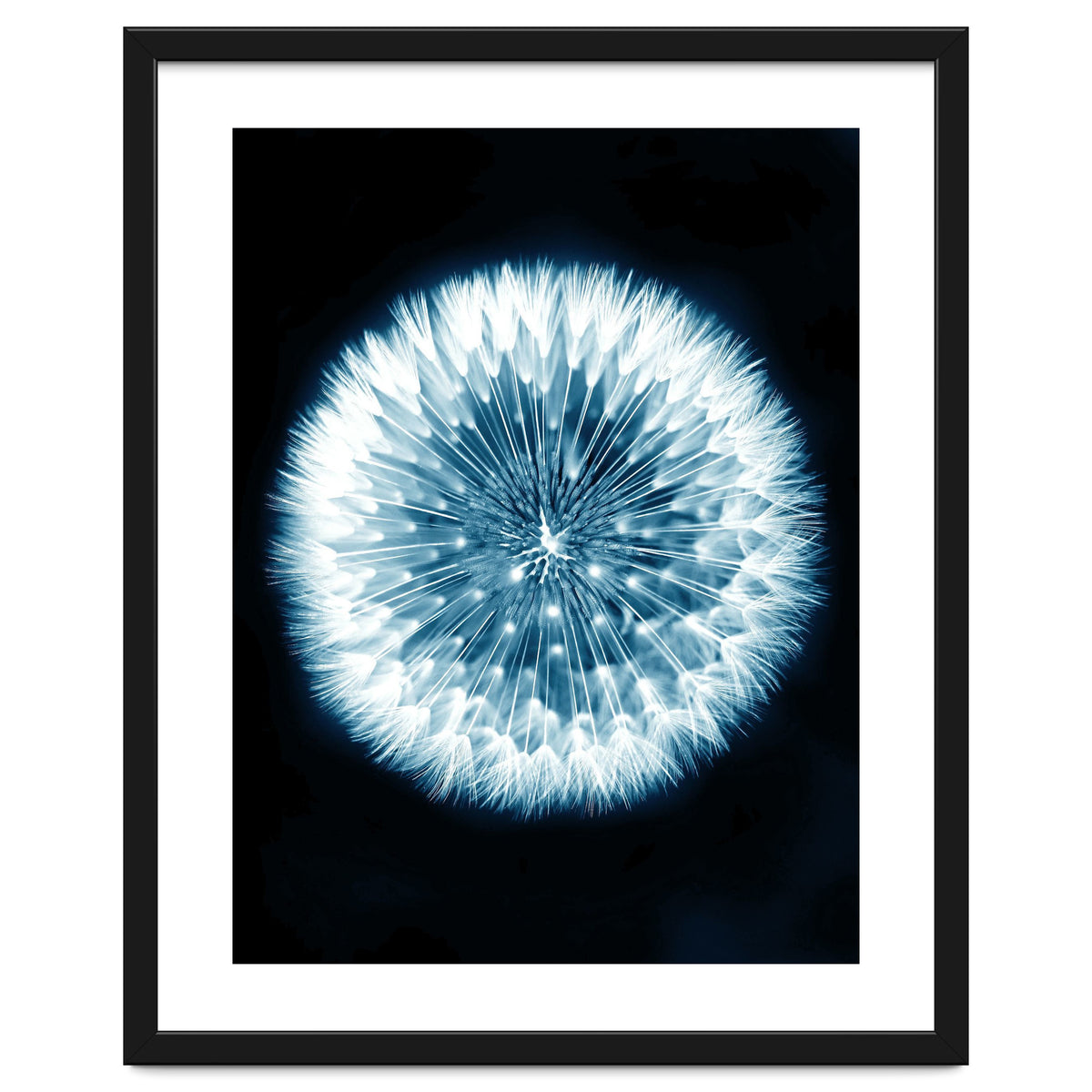 Taraxacum Officinale