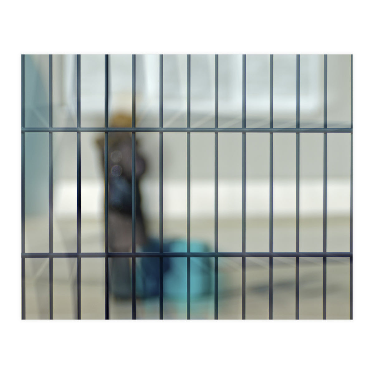 Behind a fence (Print Only)