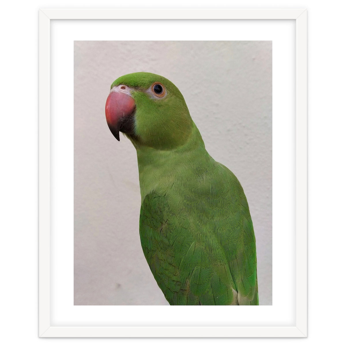 Cute Indian Parakeet