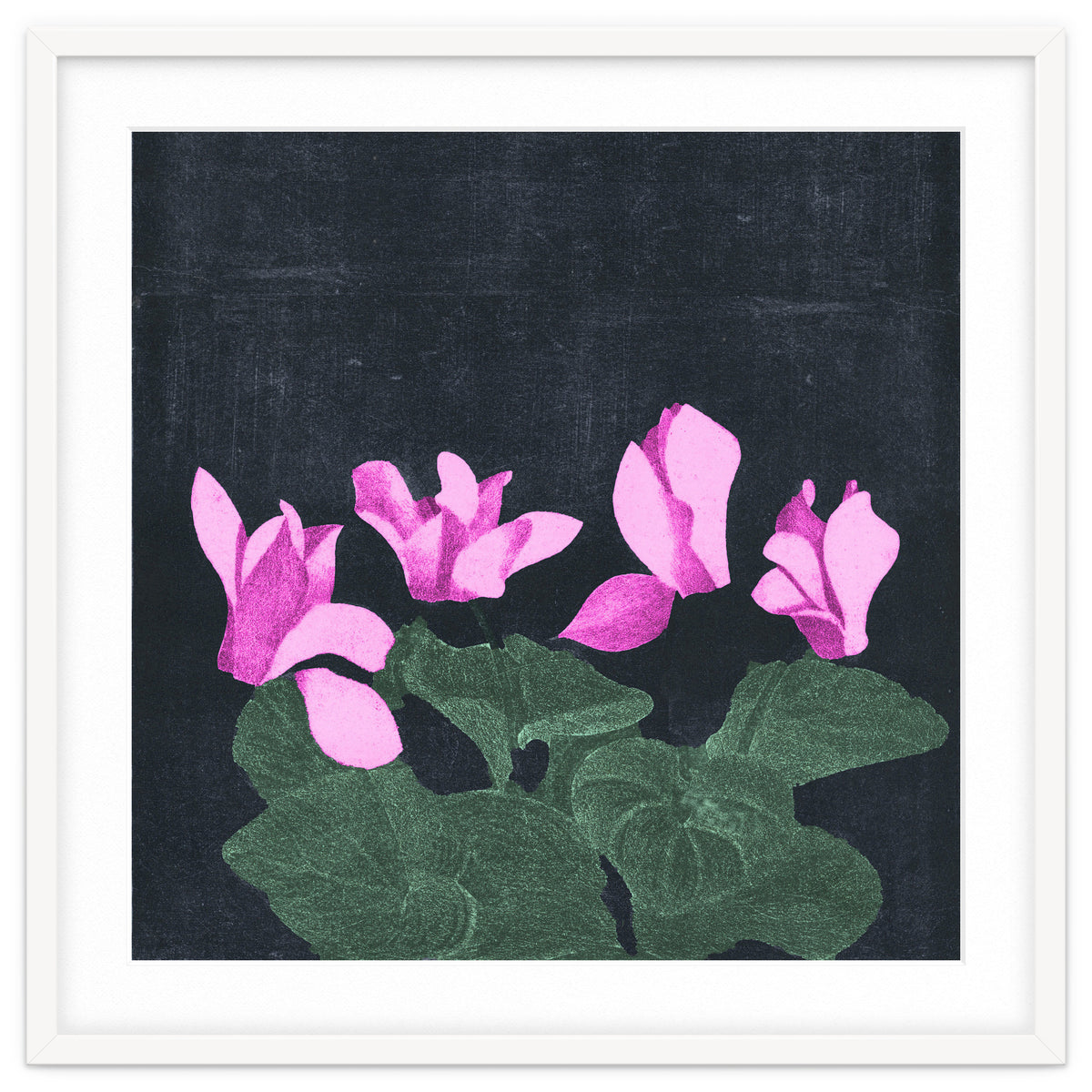 Cyclamen