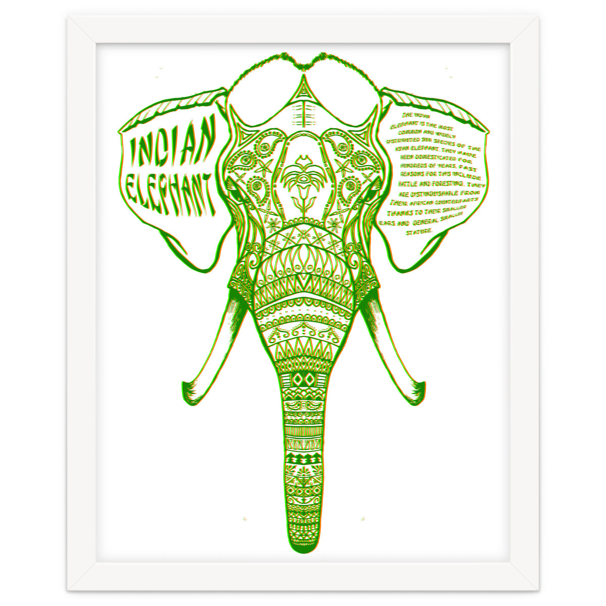 Indian Elephant